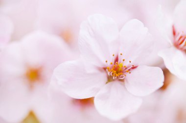 Kiraz çiçekleri, yaklaşın. 