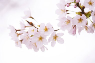 Kiraz çiçekleri, yaklaşın. 