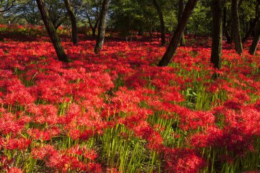 Japonya 'da çiçek açan amiral kümesi.