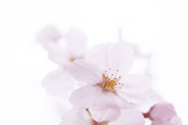 Güzel çiçek açan kiraz çiçeklerinin yakın görüntüsü