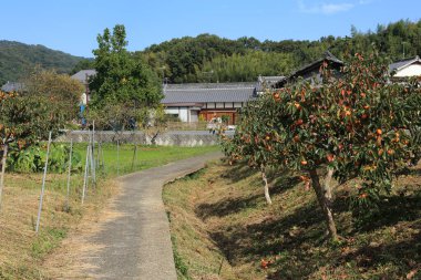 Yeşil dağlarda küçük bir ev 