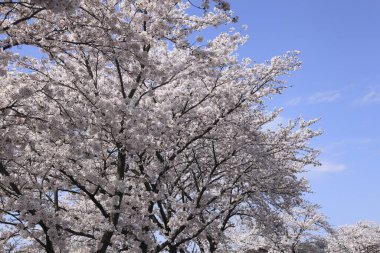 Kiraz ağacı baharda çiçek açar, Tokyo, Japonya