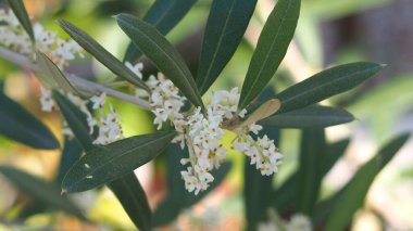 Güzel çiçekler, yakın görüş, doğa konsepti.