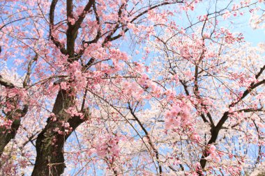 Japonya 'da kiraz çiçekleri, Tokyo