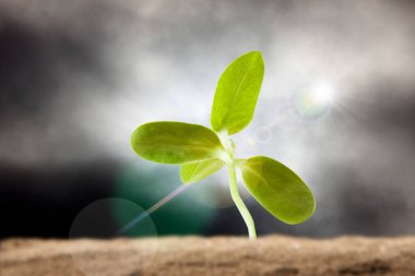 Toprakta büyüyen yeşil bitki