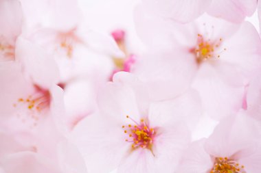 Kiraz çiçekleri, yaklaşın. 