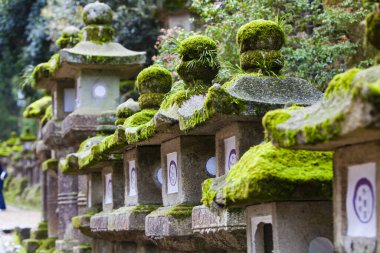 Japonya 'nın Nara kentindeki Kasuga Taisha Tapınağı' na giden yol boyunca yosun kaplı taş fenerler.