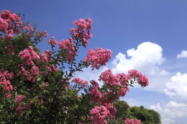 Bahçedeki güzel çiçekler