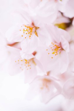 pembe kiraz çiçekleri yakın çekim