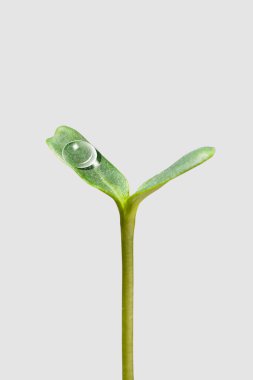 Yeşil bitki filizinin yakın plan görüntüsü