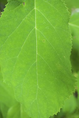Bahçedeki taze yeşil yaprağın yakın çekimi.