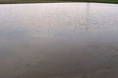 Parktaki yağmur sırasında göl manzarası