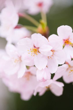Güzel çiçek açan kiraz çiçeklerinin yakın görüntüsü