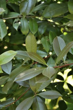 Ormandaki yeşil yaprakları kapatın..