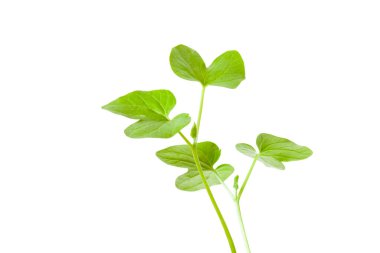 Beyaz arka planda izole edilmiş taze ıspanak yaprakları..