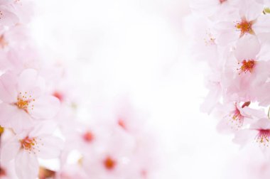 Güzel çiçek açan kiraz çiçeklerinin yakın görüntüsü