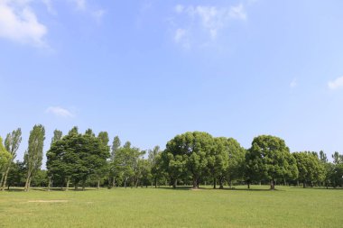 Parktaki yeşil ağaçlar Mavi gökyüzü