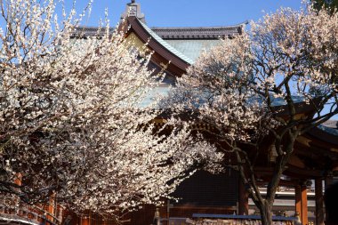 Japonya 'da kiraz çiçeği zamanı