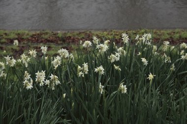 Bahçede büyüyen nergis
