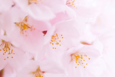 Pembe kiraz çiçeği, sakura çiçekler