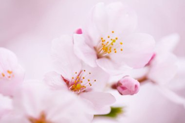 Kiraz çiçekleri, yaklaşın. 