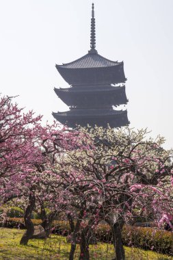 Tapınak manzarası, geleneksel Japon mimarisi.