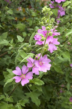Renkli çiçeklerin arkaplan resmi, arka plan doğası