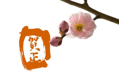 Japon erik çiçekleri ile güzel bir arka plan, ayrıca ume olarak da bilinir.