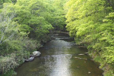 Nehir ve yoğun yeşil orman