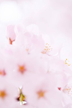 pembe kiraz çiçekleri yakın çekim