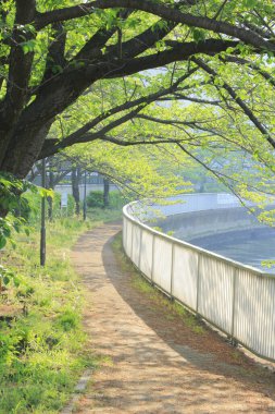 Yeşil ağaçları ve gölü olan güzel bir park manzarası
