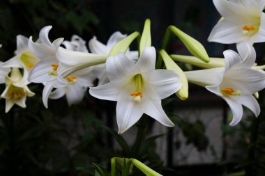 Yazın bahçede yetişen güzel beyaz zambak çiçekleri.