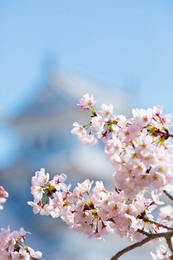 Güzel kiraz çiçeği sakura