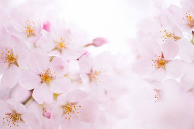 Güzel çiçek açan kiraz çiçeklerinin yakın görüntüsü