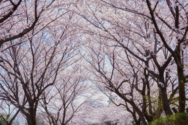 Japonya 'da, parkta çiçek açan sakura ağaçlarının manzaralı görüntüleri.