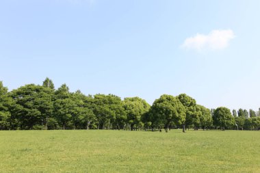 Parktaki yeşil ağaçlar Mavi gökyüzü