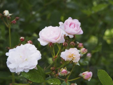 Yaz bahçesindeki güzel pembe gül çiçeklerinin yakın çekimi.            