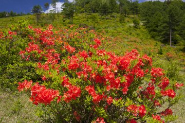 Ormanda açan kırmızı rhododendron çiçekleri