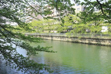 Şehirdeki nehrin manzarası ağaçlarla çevrili. 