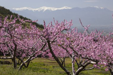 Japonya 'da baharda parkta güzel sakura çiçeklerinin manzarası.