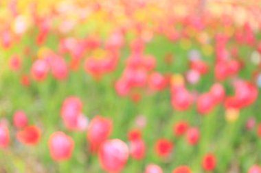 Bahçedeki güzel lalelerin bulanık manzarası 