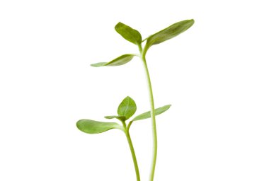 Beyaz arkaplanda yeşil yaprak izole edildi