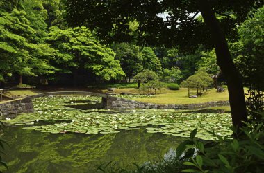 Havuzdaki beyaz su zambaklarının güzel manzarası