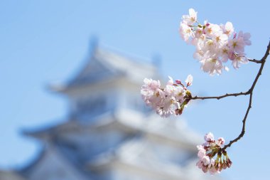 Osaka, Japonya Osaka Kalesi bahar mevsiminde 