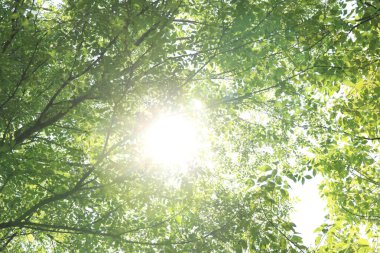doğa arka planında yeşil yapraklar