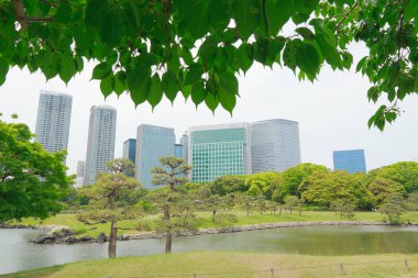 Tokyo, Japonya 'daki Hama-rikyu bahçeleri.