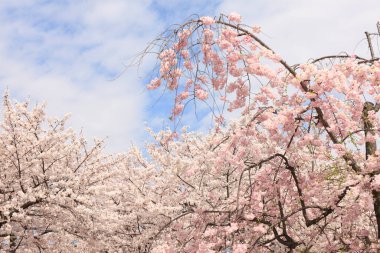 Japonya 'da kiraz çiçekleri, Tokyo