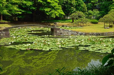 Havuzdaki beyaz su zambaklarının güzel manzarası