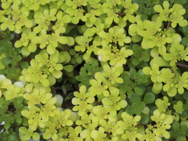 doğa arka planında yeşil yapraklar