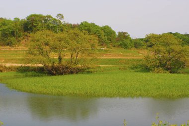 Islak yeşil pirinç tarlası ve sudaki yansıma, çeltik tarlası 